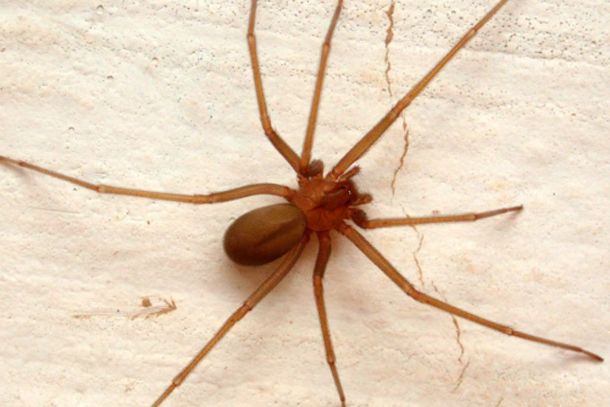 A picada causa uma sensa&ccedil;&atilde;o de ardor leve, mas, depois de cerca de 30 minutos, o local fica avermelhado e inflamado com uma ferida no centro.