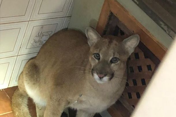 Animal apareceu na &aacute;rea de servi&ccedil;o da casa.