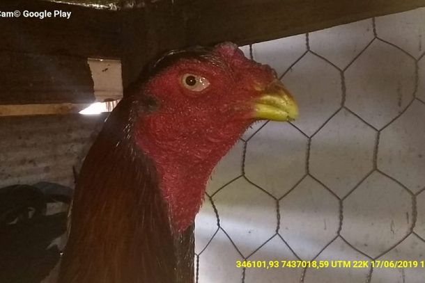 Homem &eacute; preso em Tamboara por manter 45 galos em situa&ccedil;&atilde;o de maus-tratos