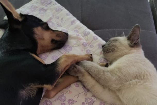 Duke e Cleverson s&atilde;o melhores amigos.