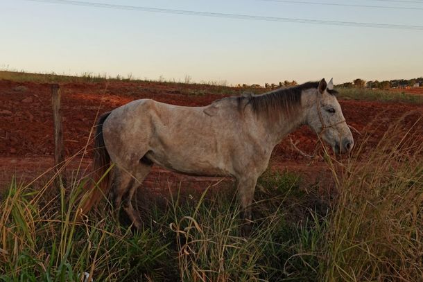 Segundo a PRE, o cavalo apresentou poucos ferimentos.