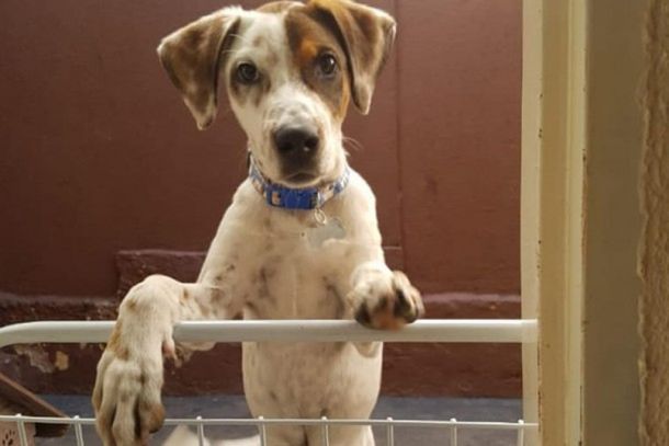 Os interessados em ado&ccedil;&atilde;o respons&aacute;vel, poder&atilde;o encontrar c&atilde;es e gatos que est&atilde;o em busca de um lar cheio de carinho e cuidado.