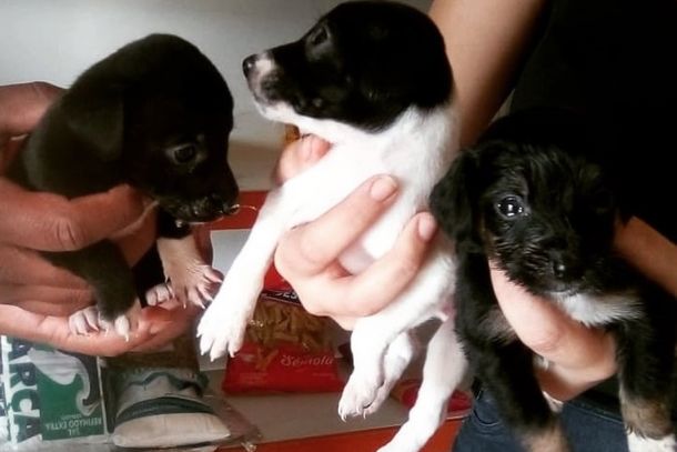 Eles foram entregues &agrave; Sociedade Protetora dos Animais (Spap).