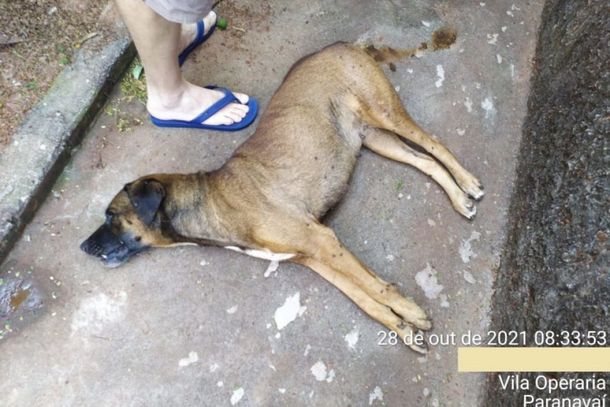 Segundo a prefeitura de Paranava&iacute;, o denunciante enviou um v&iacute;deo mostrando as condi&ccedil;&otilde;es de um cachorro que havia sido deixado para morrer no quintal de uma casa.