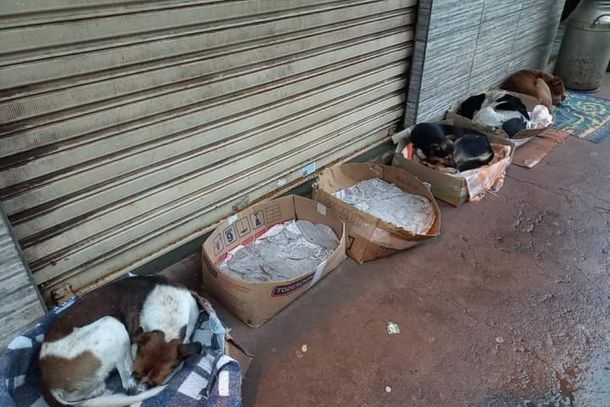 Mulher alimenta cachorros e gatos de rua e nos dias chuvosos e frios monta caminhas em caixas de papel&atilde;o.