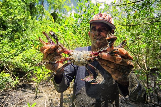 Captura e o consumo do caranguejo-u&ccedil;&aacute; macho e com mais de 7 cm de carapa&ccedil;a &eacute; permitida somente entre 1&ordm; de dezembro e 14 de mar&ccedil;o.