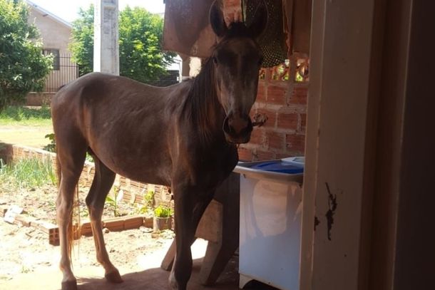 Cavalo fotografado por moradores nos fundos de uma casa.