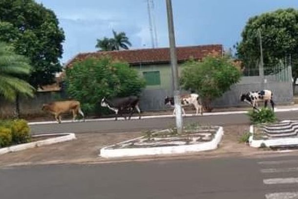 Vacas foram flagradas andando livremente por bairros durante o feriado.
