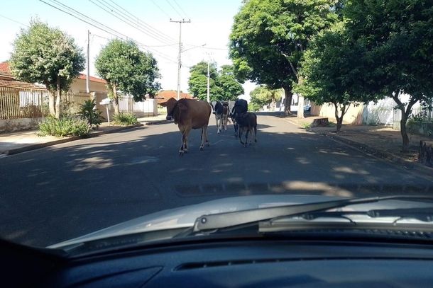 Animais est&atilde;o sendo flagrados transitando nas vias e pra&ccedil;as da cidade.