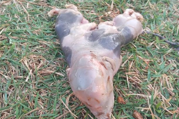 Segundo o dono da propriedade, o animal nasceu j&aacute; sem vida.