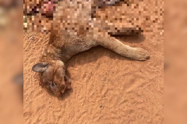 A suspeita &eacute; que o animal tenha sido atropelado por um ve&iacute;culo que passava pela rodovia. 