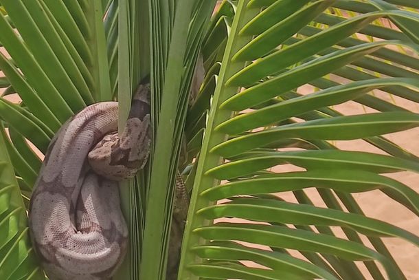 Uma equipe da For&ccedil;a Verde foi chamada para capturar o animal.