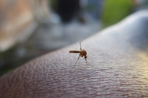 A doen&ccedil;a &eacute; transmitida por meio da picada de um mosquito conhecido popularmente como &lsquo;mosquito palha&rsquo;.