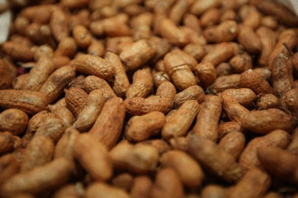 Protagonista das festas juninas, amendoim &eacute; cultivado em 200 munic&iacute;pios do Paran&aacute;.
