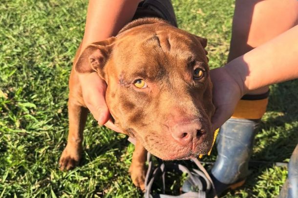 A SPAP solicita que qualquer pessoa que tenha informa&ccedil;&otilde;es sobre o poss&iacute;vel dono do animal entre em contato com a entidade.