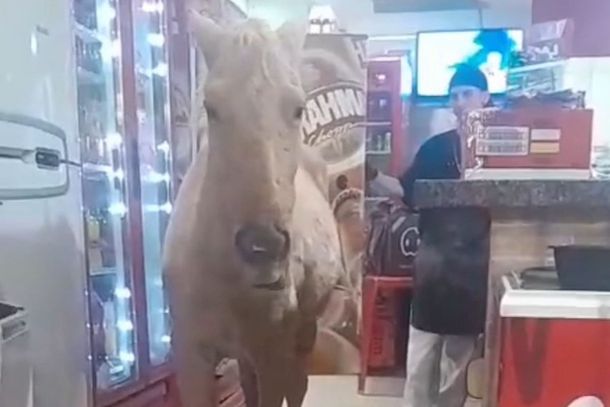 Animal surpreendeu funcion&aacute;rios ao entrar no estabelecimento; cena foi registrada em Colorado, no Noroeste do Paran&aacute;.