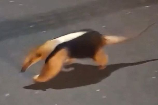 Tamandu&aacute; foi flagrado passeando pelas ruas do Conjunto It&aacute;lia, em Cianorte, durante a madrugada.