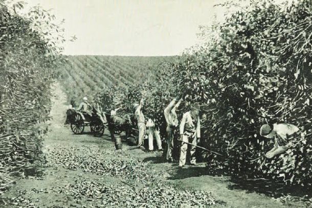 A era do caf&eacute;: quando Paranava&iacute; viveu seus dias de ouro verde
