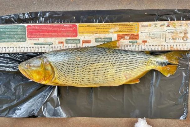 Fiscaliza&ccedil;&atilde;o ambiental apreendeu 13,7 kg de pescado.