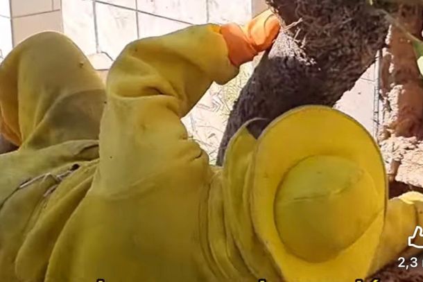 Apicultor de Paranava&iacute; viraliza ao salvar colmeia instalada em t&uacute;mulo