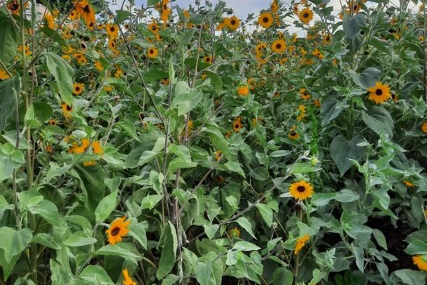 Professor planta girass&oacute;is e transforma terreno baldio no centro de Alto Paran&aacute;