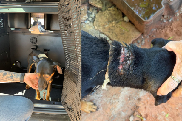  Idosa &eacute; presa em flagrante por maus-tratos a animal em Alto Paran&aacute;