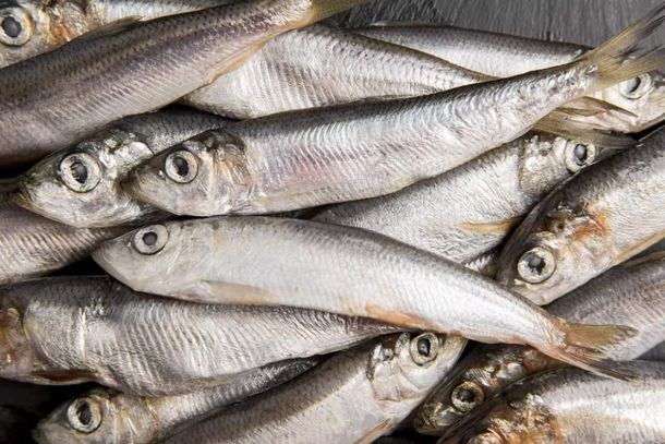 Anvisa pro&iacute;be protetores solares e manda recolher sardinha com Salmonella