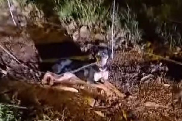 Segundo a Spap, o animal s&oacute; n&atilde;o passou a noite inteira preso do lado de fora porque uma volunt&aacute;ria chegou ao abrigo pouco depois e fez o resgate.