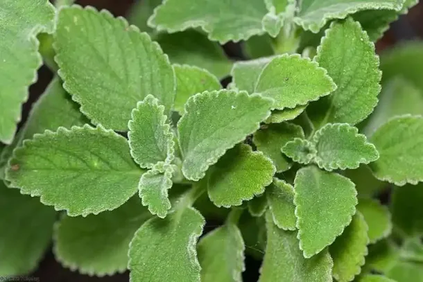 Capacita&ccedil;&atilde;o sobre uso de plantas medicinais ser&aacute; realizada em Paranava&iacute;