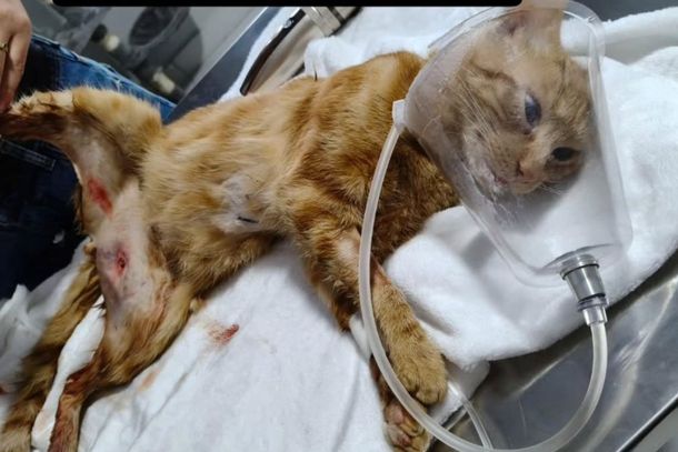 Ap&oacute;s passar por avalia&ccedil;&atilde;o veterin&aacute;ria, foi confirmado que a gatinha precisou ser internada para receber os cuidados necess&aacute;rios.