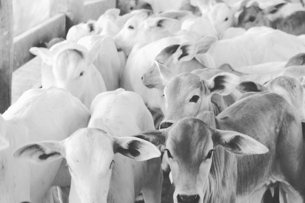 A v&iacute;tima informou que os animais furtados s&atilde;o dois bezerros de cor branca, com aproximadamente nove meses de idade e cerca de 200 quilos cada.