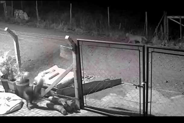 Animal foi registrado por c&acirc;mera na regi&atilde;o do distrito de Aquidab&atilde;; moradores relatam novos avistamentos e autoridades acompanham o caso.