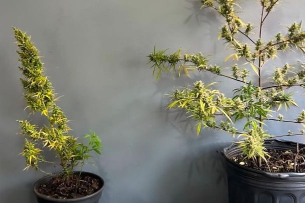 Ao todo, foram apreendidos 694 gramas de maconha. Tamb&eacute;m foram encontrados e recolhidos duas balan&ccedil;as de precis&atilde;o e um aparelho celular pertencente ao suspeito.