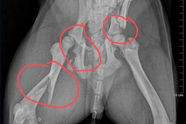 Muitos dos animais atendidos precisam de cirurgias ortop&eacute;dicas; entidade pede apoio da comunidade para continuar os resgates.