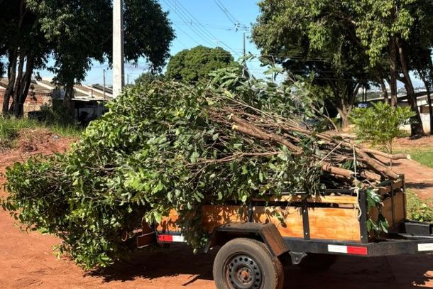 Indica&ccedil;&atilde;o busca atender profissionais da &aacute;rea, combater o descarte irregular e incentivar o reaproveitamento sustent&aacute;vel dos res&iacute;duos vegetais.