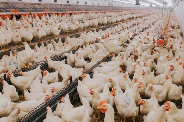 1&ordf; FEANORP re&uacute;ne inova&ccedil;&atilde;o e oportunidades para a avicultura em Paranava&iacute;