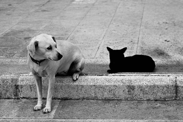 Segundo a associa&ccedil;&atilde;o, a arrecada&ccedil;&atilde;o &eacute; considerada urgente, j&aacute; que os animais resgatados dependem exclusivamente das doa&ccedil;&otilde;es para receber alimenta&ccedil;&atilde;o di&aacute;ria. 