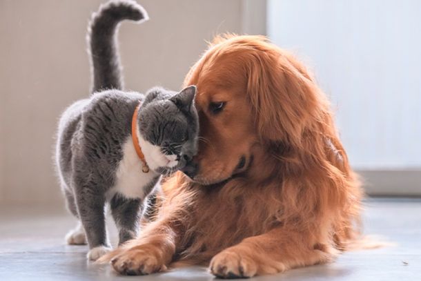 Evento acontece no dia 18 de julho, no Sal&atilde;o do Grupo GOES, com roupas, cal&ccedil;ados e acess&oacute;rios; renda ser&aacute; destinada aos cuidados de c&atilde;es e gatos.