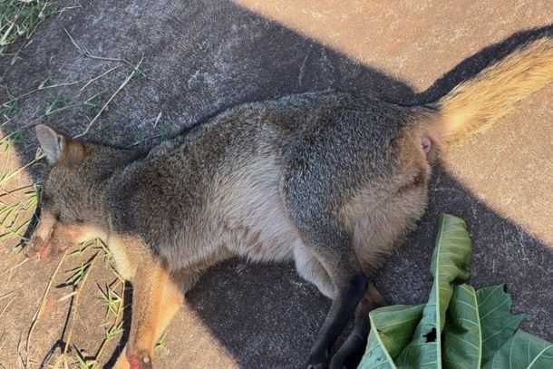 Animal foi encontrado ferido &agrave;s margens da rodovia na manh&atilde; desta quinta-feira (16).