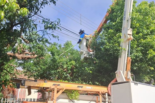 Copel j&aacute; podou 8,7 mil &aacute;rvores em Paranava&iacute; e amplia mutir&atilde;o de manuten&ccedil;&atilde;o.