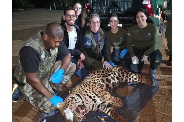 Animal foi monitorado por 48 dias em Mandaguari e ser&aacute; avaliado no Zool&oacute;gico de Cascavel antes de defini&ccedil;&atilde;o sobre a soltura.