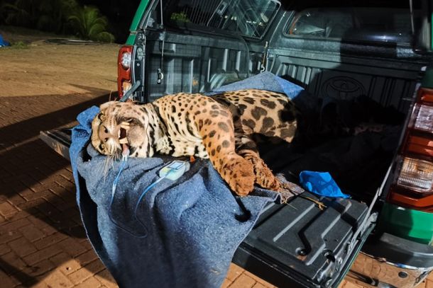 Animal foi monitorado por 48 dias em Mandaguari e ser&aacute; avaliado no Zool&oacute;gico de Cascavel antes de defini&ccedil;&atilde;o sobre a soltura.