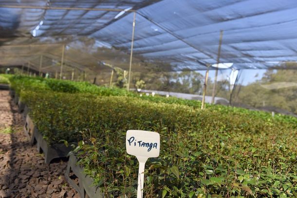 Programa ambiental bate marca de 200 mil mudas distribu&iacute;das e beneficia Paranava&iacute;.