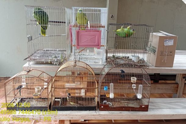 Sete aves de diferentes esp&eacute;cies foram apreendidas durante a&ccedil;&atilde;o da Pol&iacute;cia Civil e do IAT ap&oacute;s den&uacute;ncias an&ocirc;nimas.