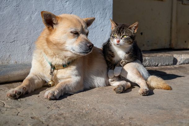 SPAP pede ajuda urgente para manter atendimento a c&atilde;es abandonados.