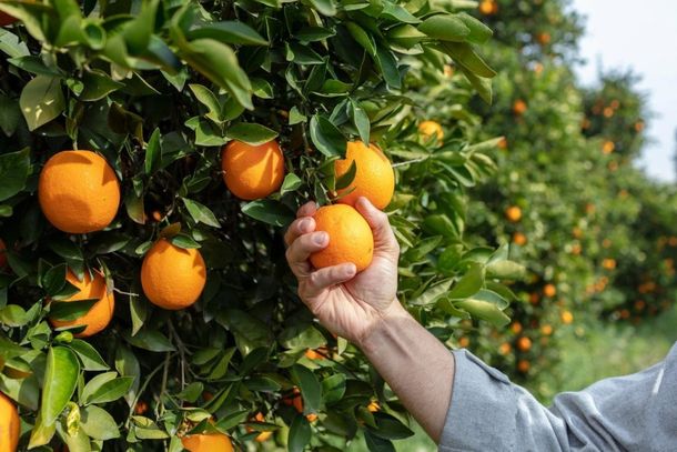 o propriet&aacute;rio da lavoura informou que um mesmo ve&iacute;culo costuma acessar a estrada pr&oacute;xima &agrave; planta&ccedil;&atilde;o de laranjas para furtar os frutos.