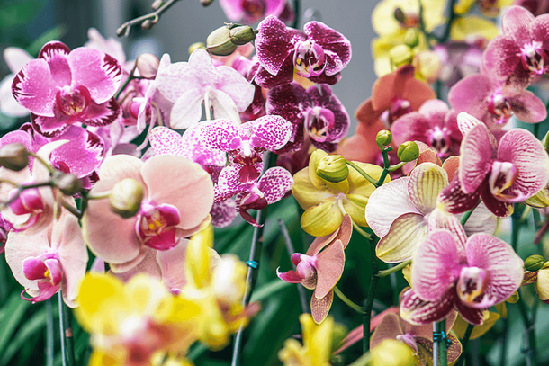 17&ordf; Exponor re&uacute;ne exposi&ccedil;&atilde;o de orqu&iacute;deas, artesanato e curso em Paranava&iacute; (Fonte: Reprodu&ccedil;&atilde;o Blog DUTCH-BULBS.com)