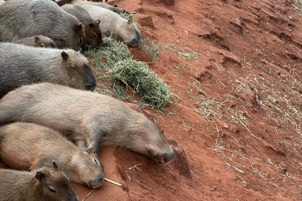 Enquanto o munic&iacute;pio e o IAT avaliam quais medidas poder&atilde;o ser adotadas, o caso ocorrido no Parque Ouro Branco refor&ccedil;a a necessidade de controle sobre animais dom&eacute;sticos no espa&ccedil;o p&uacute;blico e de conscientiza&ccedil;&atilde;o dos frequentadores para que n&atilde;o alimentem nem se aproximem das capivaras.