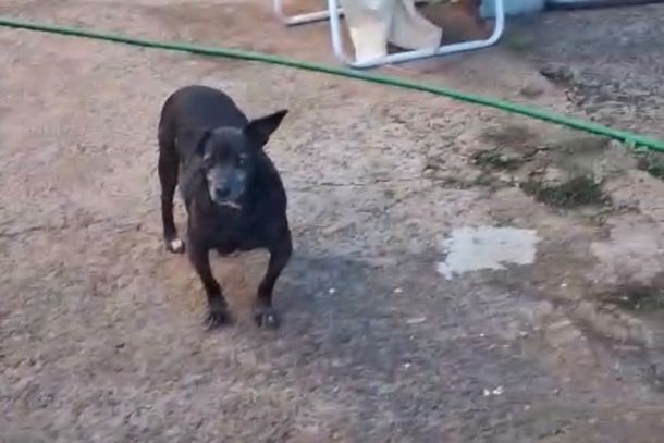 Ap&oacute;s morte do tutor, c&atilde;es idosos precisam de tratamento e lar tempor&aacute;rio