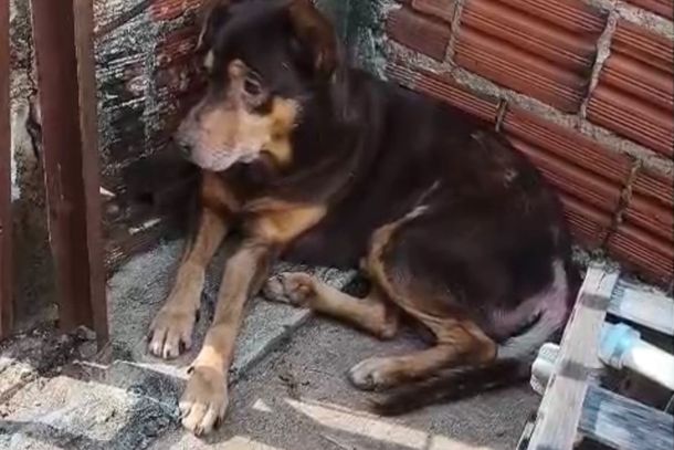 Ap&oacute;s morte do tutor, c&atilde;es idosos precisam de tratamento e lar tempor&aacute;rio.